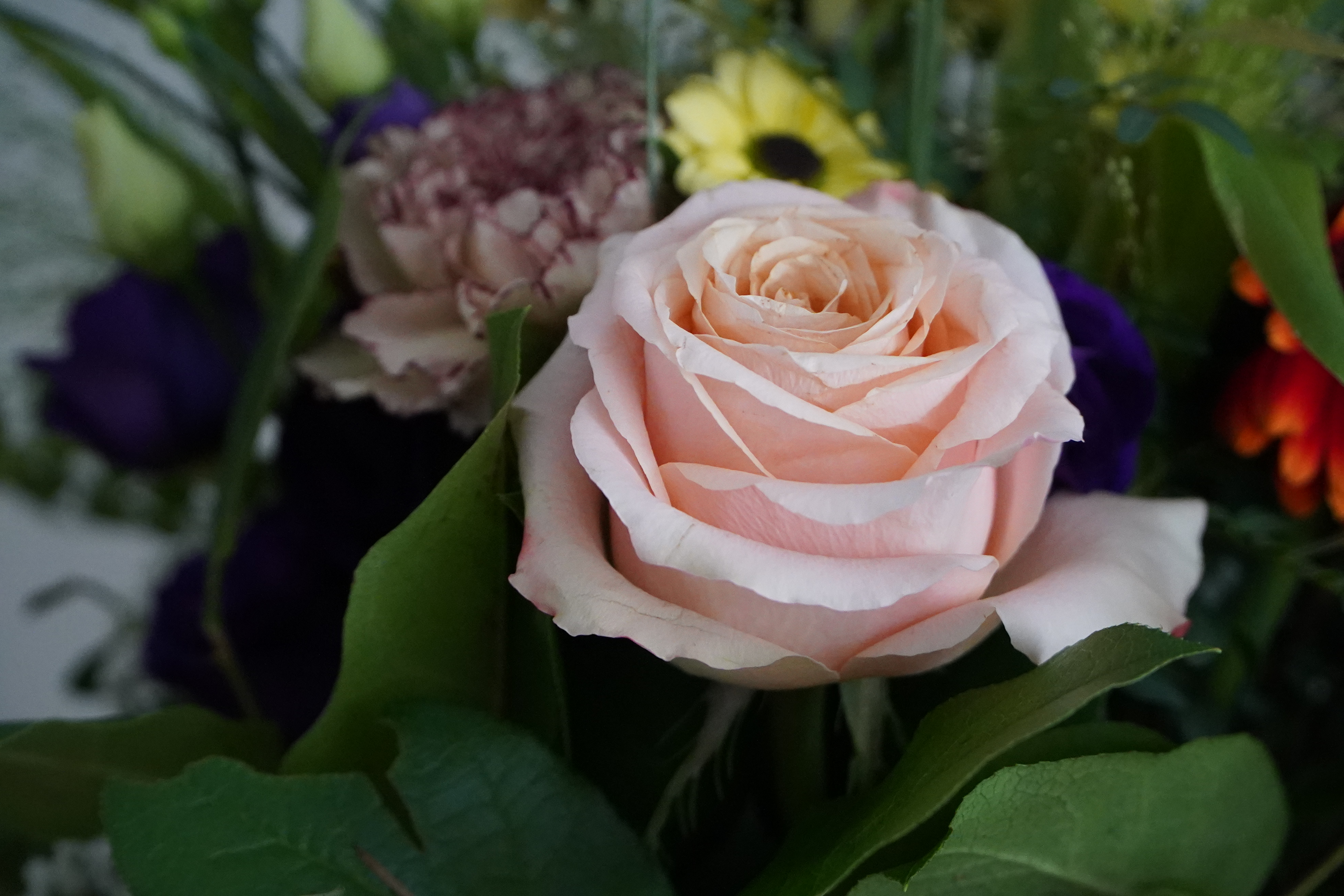 blume